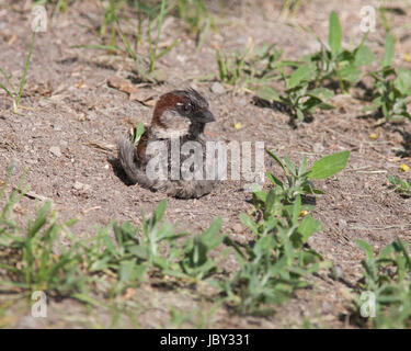 Bains de sable 2017 SPARROW Banque D'Images