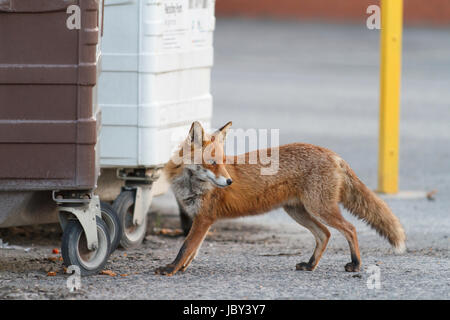 Urban red fox (Vulpes vulpes). Glasgow. L'Écosse. United Kingdom. L'Europe Banque D'Images