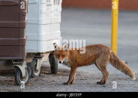 Urban red fox (Vulpes vulpes). Glasgow. L'Écosse. United Kingdom. L'Europe Banque D'Images