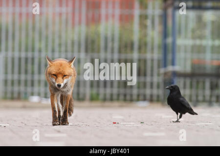 Urban red fox (Vulpes vulpes). Glasgow. L'Écosse. United Kingdom. L'Europe Banque D'Images