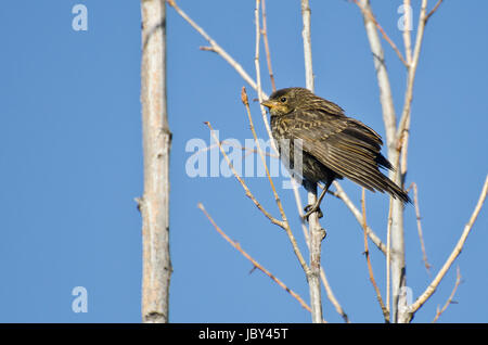 Red-Winged immatures Blackbird perché dans un arbre Banque D'Images