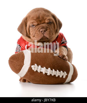 Sports hound - Dogue de Bordeaux puppy avec football Banque D'Images