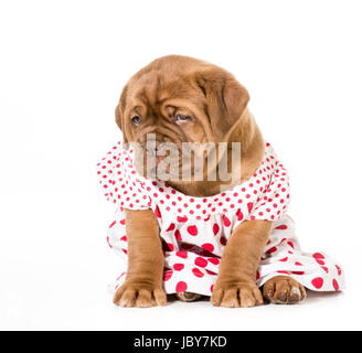 Chiot femelle - Dogue de Bordeaux porte une robe - 4 semaines Banque D'Images