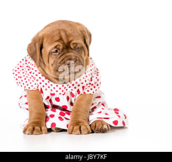 Chiot femelle - Dogue de Bordeaux porte une robe - 4 semaines Banque D'Images