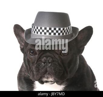 Bouledogue français portant fedora hat Banque D'Images