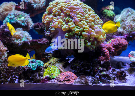 Papillon poissons tropicaux et les coraux. beau fonds de l'Underwater world Banque D'Images