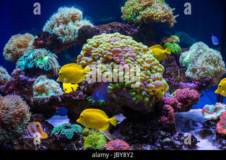 Papillon poissons tropicaux et les coraux. beau fonds de l'Underwater world Banque D'Images