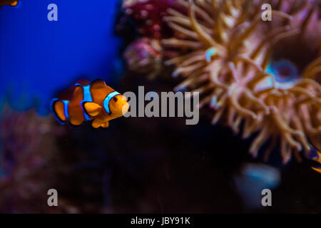 Poisson clown et les coraux tropicaux. beau fonds de l'Underwater world Banque D'Images