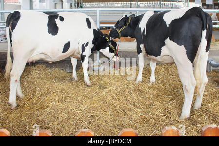 Deux vaches debout sur le foin dans farm house Banque D'Images