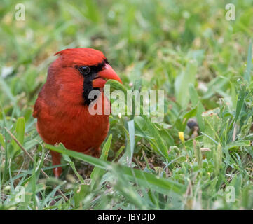 Un Cardinal rouge mâle de manger un morceau d'herbe Banque D'Images