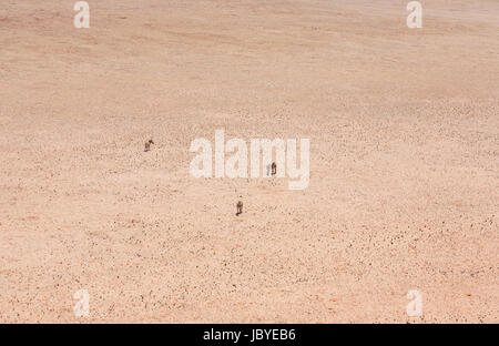 La désolation, l'éloignement : quatre mountain zebra (Equus zebra) debout dans le sombre, searingly chaud, sans caractéristique du désert du Namib, Namibie, Afrique du sud-ouest Banque D'Images