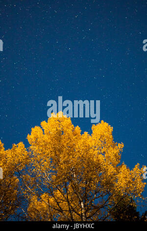 Arbre jaune et ciel étoilé de nuit d'automne Banque D'Images