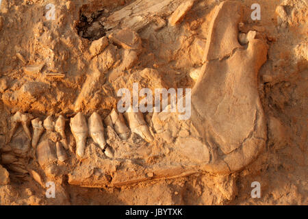Cinq millions d'années de l'os de la mâchoire fossile d'une espèce à col court girafe (Sivathere), West Coast fossil Park, Afrique du Sud Banque D'Images