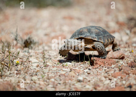 La tortue du désert de Mojave (Gopherus agassizii) dans son habitat naturel - désert de Mojave, Californie, USA Banque D'Images