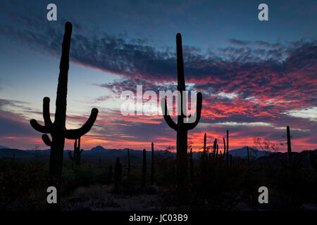 Cactus Saguaro (Carnegiea gigantea) silhouette contre le coucher du soleil (désert) - Arizona USA Banque D'Images