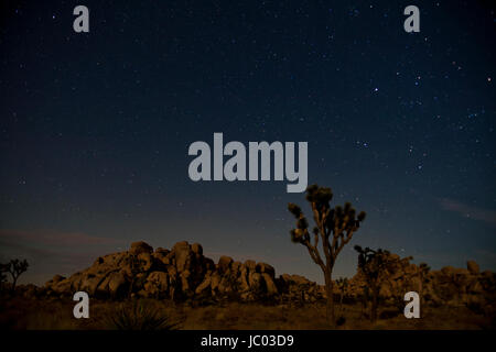 Joshua trees sous nuit étoilée (désert paysage de nuit) - Parc National de Joshua Tree, California USA Banque D'Images