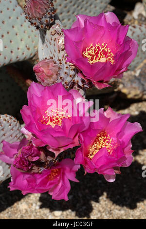 Close-up de cinq belles fleurs rose vif cactus queue de castor avec centre jaune et boutons ; tampons bleu-gris en arrière-plan dans le désert Anza-Borrego Banque D'Images