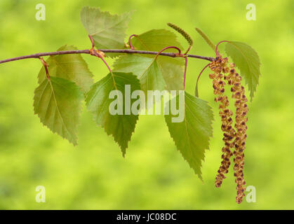 Twig avec du pollen de bouleau Banque D'Images