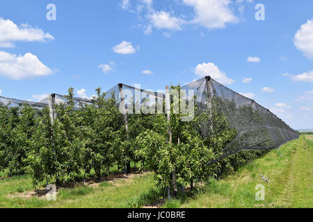 Les jeunes pommes dans un petit verger au printemps Banque D'Images