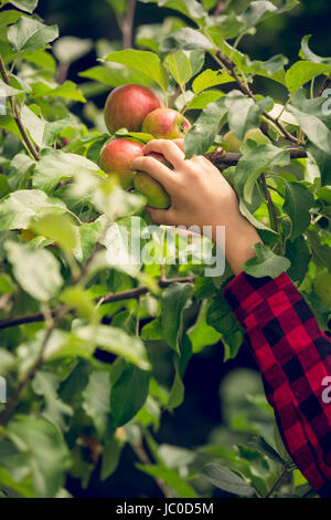 Ton Gros plan photo de jeune femme récolte des pommes au jardin Banque D'Images
