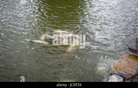 Grand banc de carpes koï nageant dans l étang à park Banque D'Images