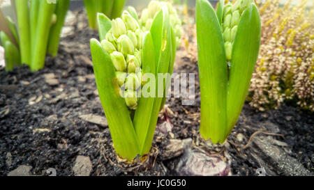 Photo gros plan de choux fleur peu sur parterre Banque D'Images