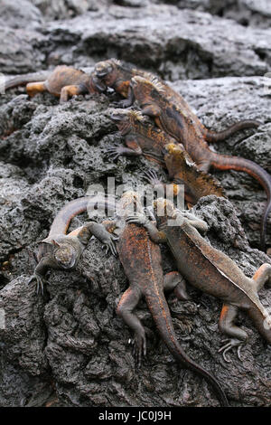 Iguanes marins sur l'île de Santiago au Parc National des Galapagos, Equateur. Iguane marin se trouve uniquement sur les îles Galapagos Banque D'Images