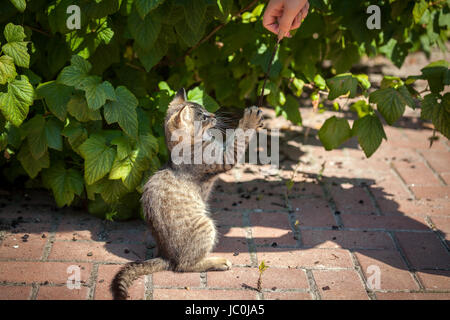 Petit Chaton jouant avec feather at yard Banque D'Images