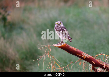 Chevêche des terriers (Athene cunicularia) assis sur un bâton, Huacachina, Pérou Banque D'Images