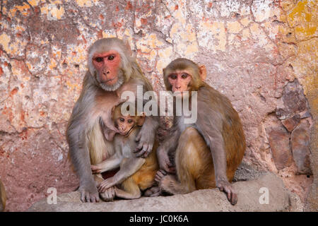 Famille de Macaques Rhésus (Macaca mulatta) assis à Jaipur, Inde. Jaipur est la capitale et la plus grande ville de l'état indien du Rajasthan. Banque D'Images