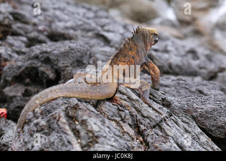 Iguane marin de l'île de Santiago au Parc National des Galapagos, Equateur. Iguane marin se trouve uniquement sur les îles Galapagos Banque D'Images