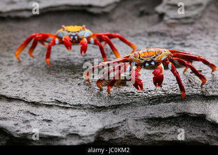 Sally Lightfoot crab (Grapsus grapsus) sur l'île de Santiago au Parc National des Galapagos, Equateur Banque D'Images