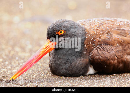 Portrait d'Huîtrier d'Amérique (Haematopus palliatus), l'île de Santiago, au Parc National des Galapagos, Equateur. Banque D'Images