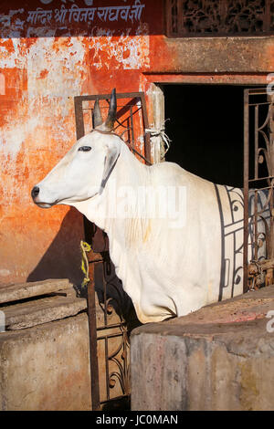 Vache blanche debout dans l'embrasure de la chambre, Jaipur, Rajasthan, Inde. Les vaches sont considérée comme sacrée dans l'hindouisme. Banque D'Images