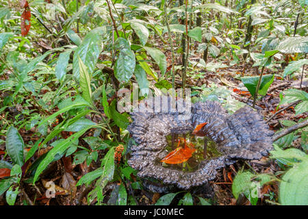 Un gigantesque champignon poussant dans les forêts tropicales vierges. Il est maintenant une piscine de l'eau, de reproduction pour les larves de moustiques ainsi que certains Banque D'Images