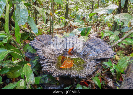 Un gigantesque champignon poussant dans les forêts tropicales vierges. Il est maintenant une piscine de l'eau, de reproduction pour les larves de moustiques ainsi que certains Banque D'Images