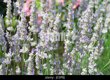 La lavande en fleurs fermer jusqu'à Alpes italiennes Banque D'Images