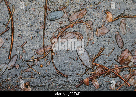 Des morceaux de feuilles et de plantes brun couché sur un trottoir mouillé, leur arrangement naturel formant un motif abstrait. Banque D'Images