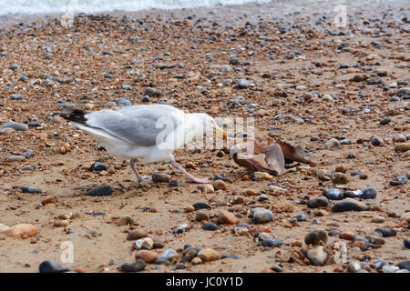 Seagull affamés de chair tire les os d'un requin de Pentagonie échoués à Hastings, Royaume-Uni Banque D'Images