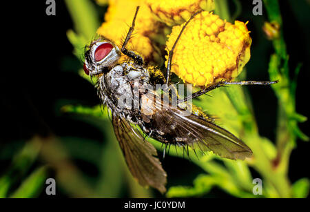 Grosse mouche sur une fleur jaune Banque D'Images