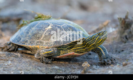 Tortue peinte de l'Ouest, (Chrysemys picta bellii), en marchant à travers un marais asséché. Bosque del Apache National Wildlife Refuge, Nouveau Mexique, USA. Banque D'Images