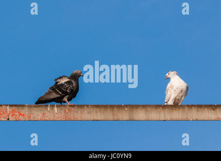 Deux pigeons assis sur la barre de métal contre le ciel bleu. Banque D'Images