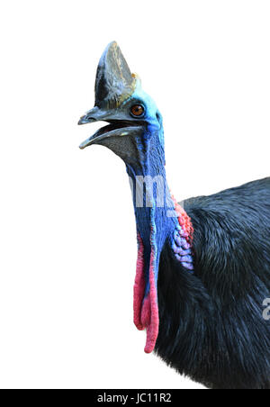 Close up de cassowary head isolated on white Banque D'Images