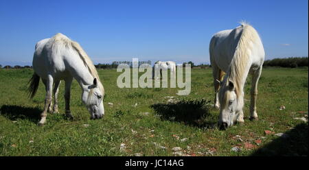 Trois chevaux camargue dans un pré, France Banque D'Images