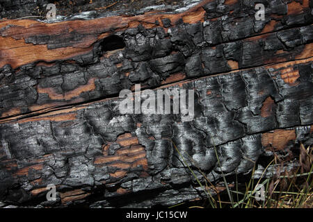 Close-up of noircis écorce de pins matures d'un grand arbre qui est tombé après un terrible incendie de forêt sur la montagne du Mont Palomar, en Californie. Banque D'Images