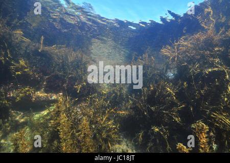 Jungle de mauvaises herbes de mer divers cultivées sur des roches côtières tempérées en zone de marée de l'océan Pacifique. Banque D'Images