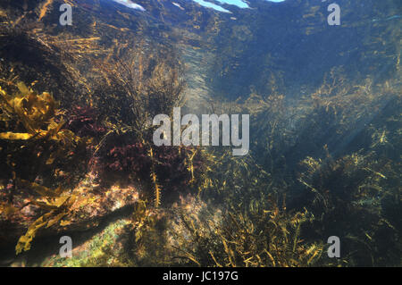 Jungle de mauvaises herbes de mer divers cultivées sur des roches côtières tempérées en zone de marée de l'océan Pacifique. Banque D'Images