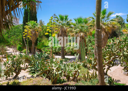 Jardin botanique de Cagliari, vue de la plante succulente zone dans le Jardin Botanique à Cagliari, Sardaigne. Banque D'Images