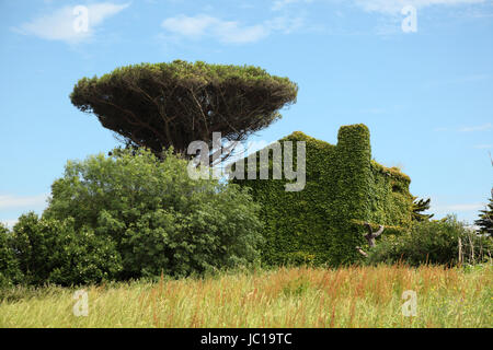 Maison de pays entièrement couverts de lierre. Santander, Cantabria, ESPAGNE Banque D'Images