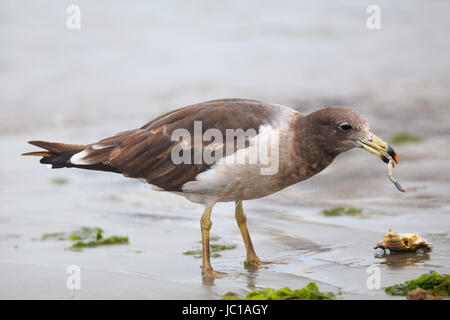 Belcher's Gull (Larus belcheri) crabe manger sur la plage de la baie de Paracas, au Pérou. La baie de Paracas est bien connu pour sa faune abondante. Banque D'Images